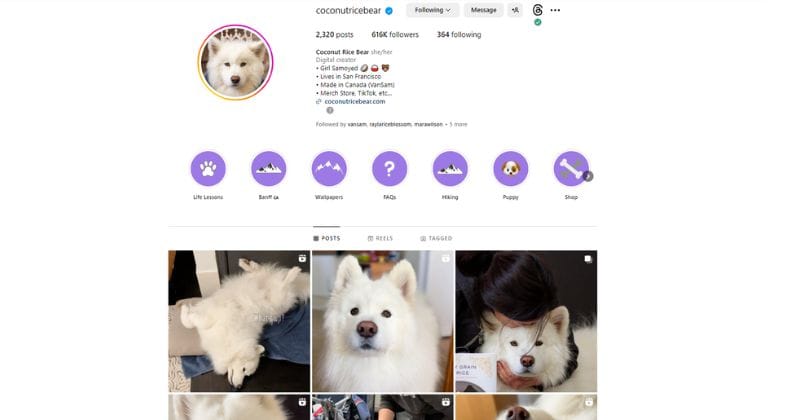 leveraging social media for pet blog traffic generation