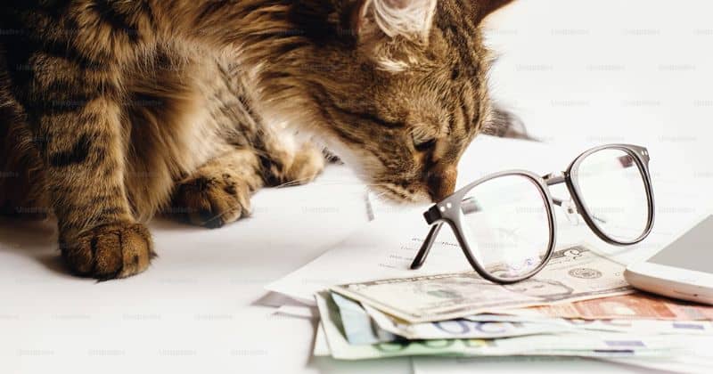 monetizing your pet blog