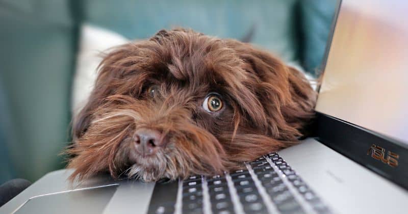 what is pet blogging